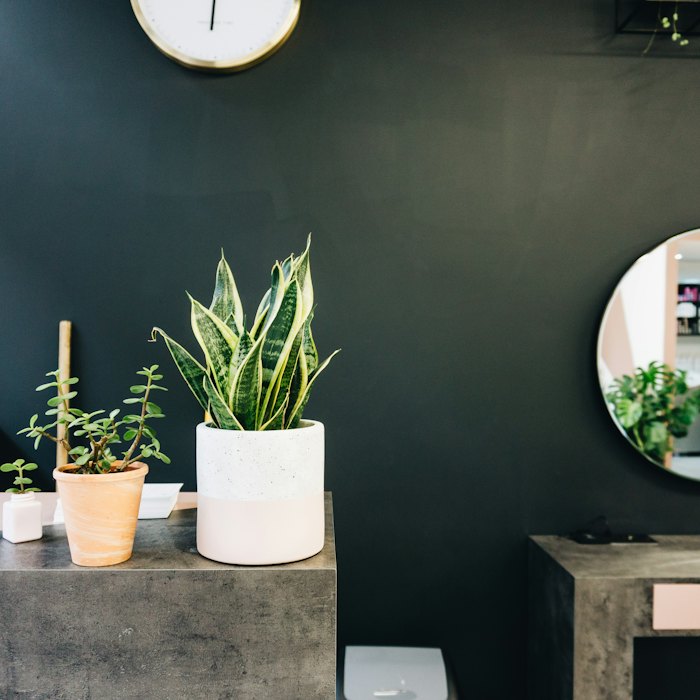 Plants on a concrete ledge beside a round mirror in the salon.